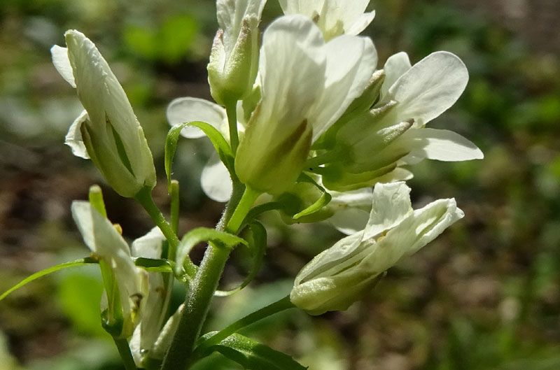 Pseudoturritis turrita (= Arabis turrita) / Arabetta maggiore