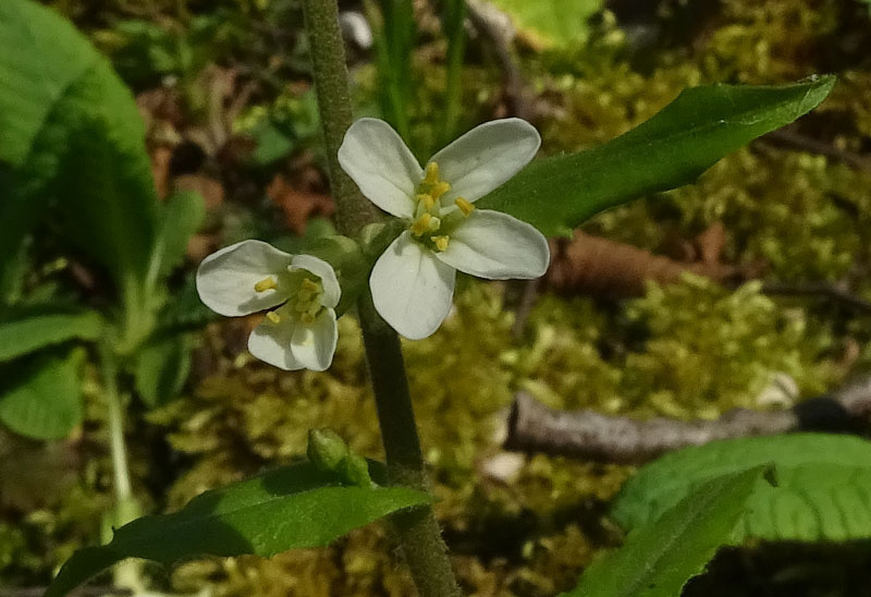 Pseudoturritis turrita (= Arabis turrita) / Arabetta maggiore