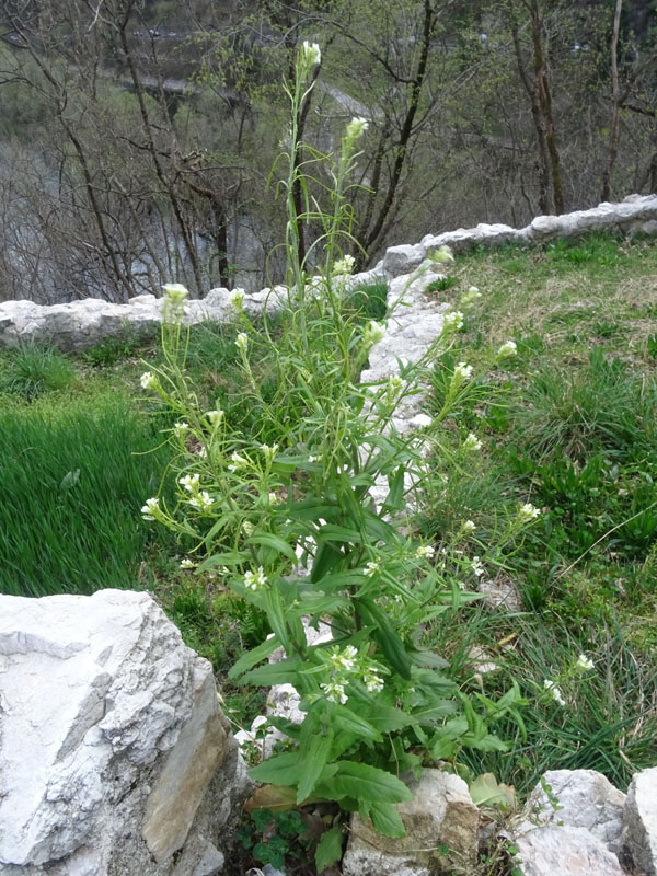 Pseudoturritis turrita (= Arabis turrita) / Arabetta maggiore