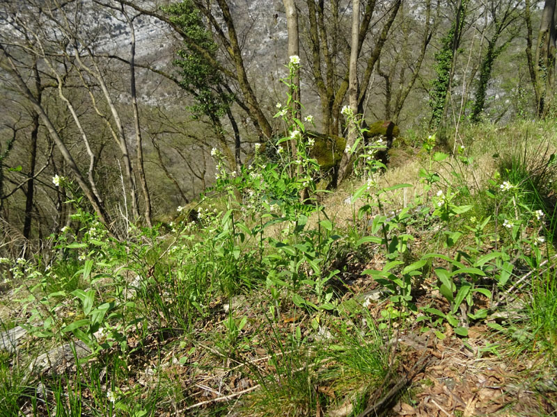 Pseudoturritis turrita (= Arabis turrita) / Arabetta maggiore