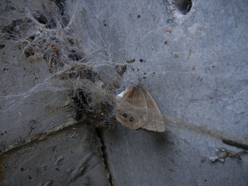 Lopinga achine (morta) Nymphalidae Satyrinae...dal Trentino