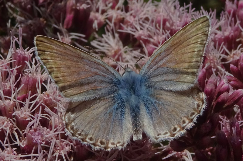 Polyommatus coridon (m.) Lycaenidae...dal Trentino