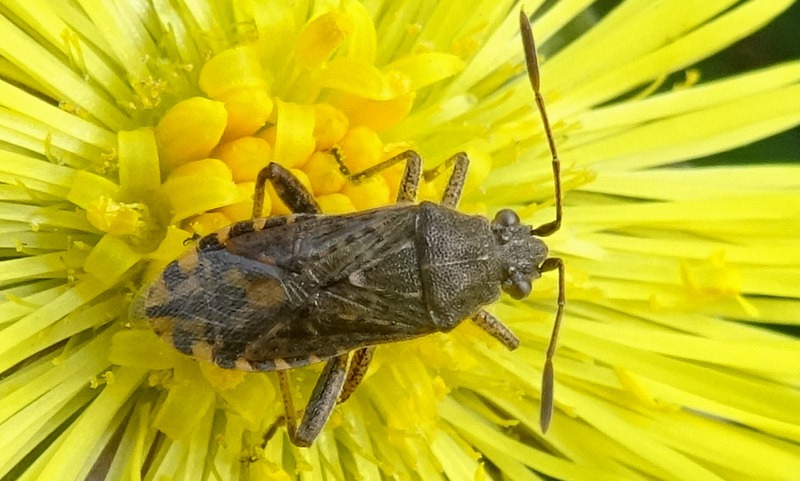 Rhopalidae:Stictopleurus crassicornis