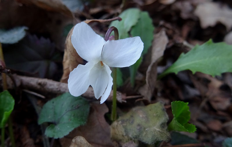 Viola alba