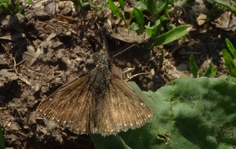 maschio di Erynnis tages - Hesperiidae