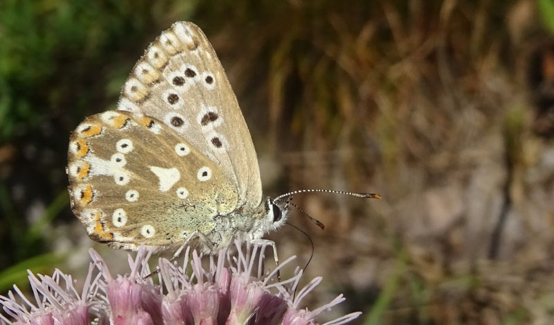 Polyommatus  coridon (femmina) - Lycaenidae