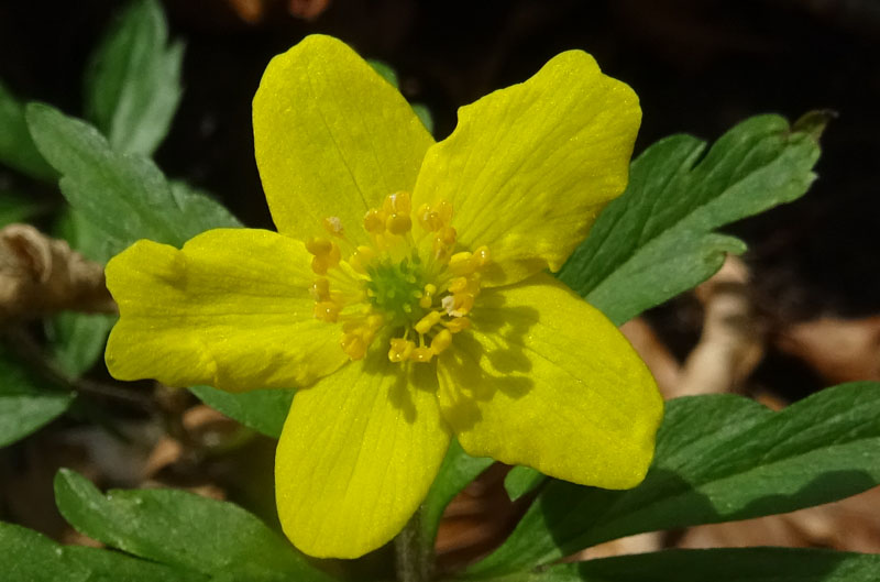 Anemonoides ranunculoides (= Anemone ranunculoides L.), Ranunculaceae