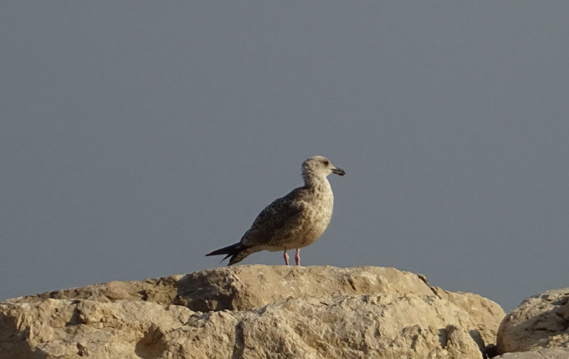 Larus cachinnans - giovane e adulto