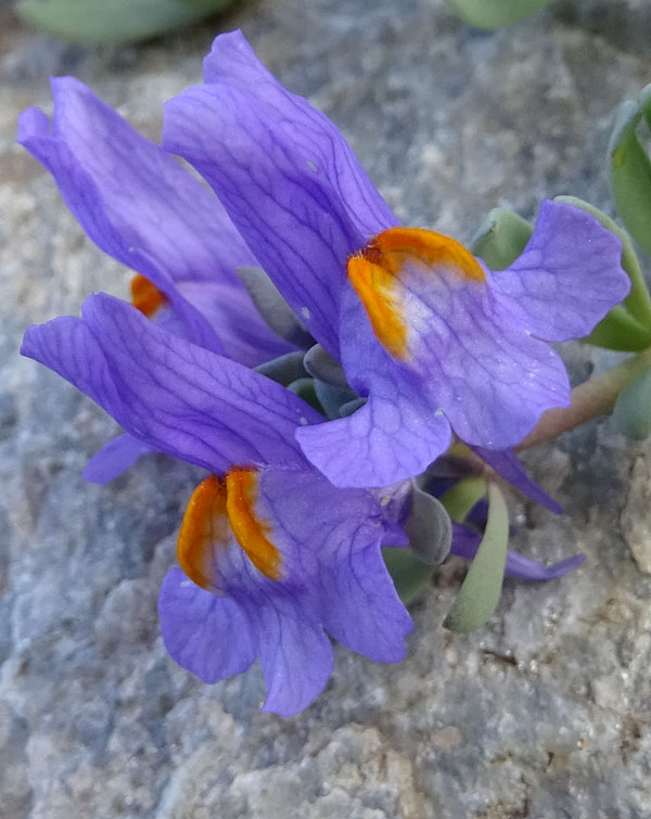 Linaria alpina - Plantaginaceae