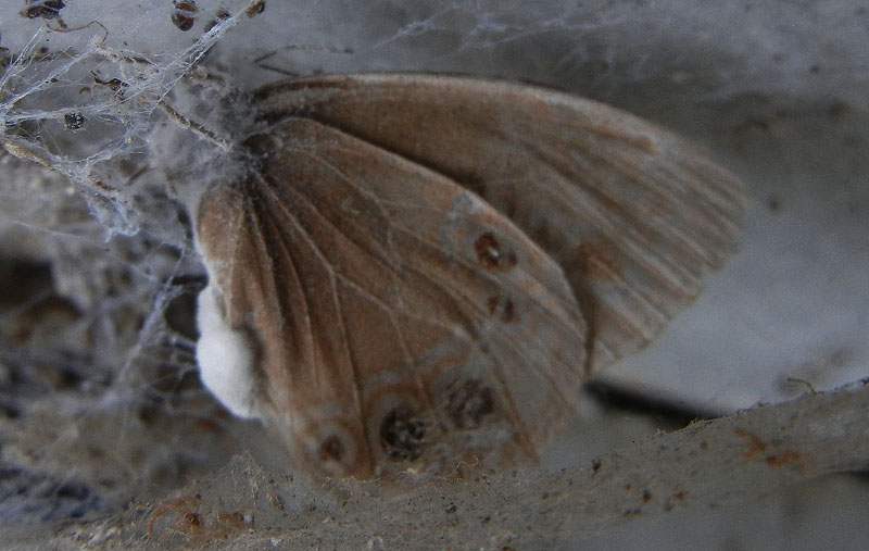 Lopinga achine (morta) Nymphalidae Satyrinae...dal Trentino