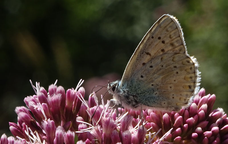 Polyommatus coridon (m.) Lycaenidae...dal Trentino