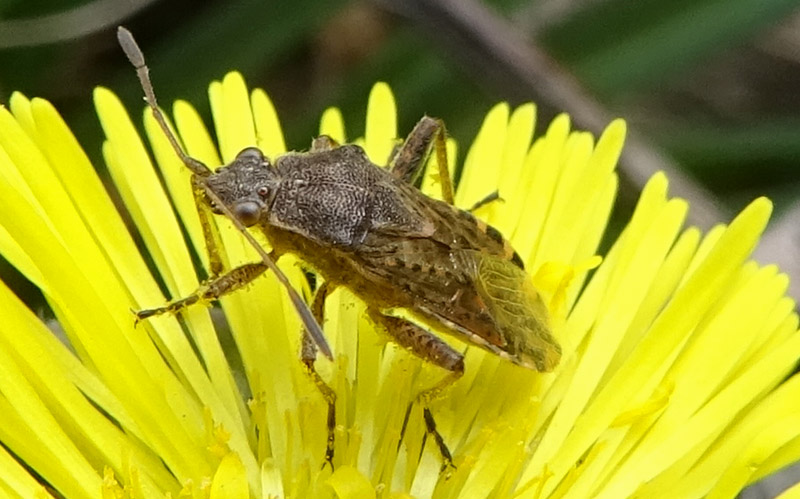 Rhopalidae:Stictopleurus crassicornis