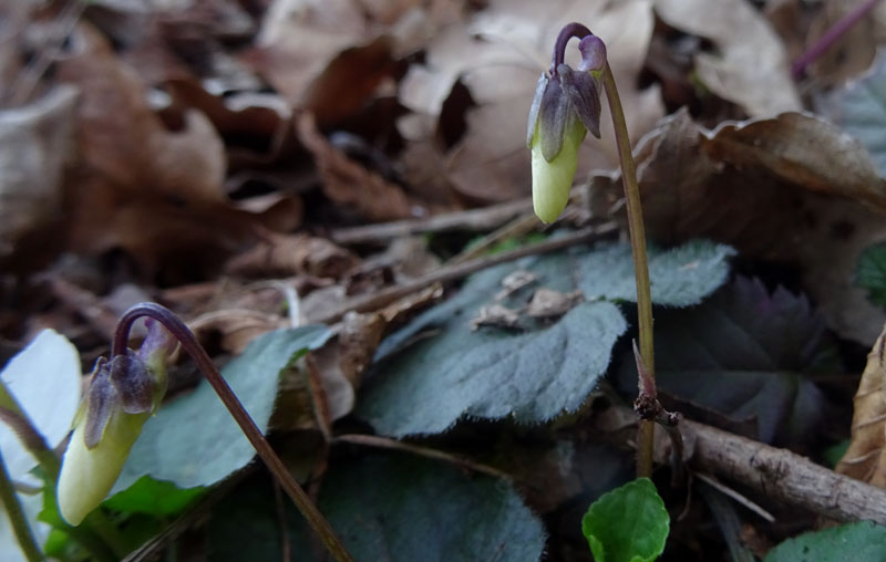 Viola alba