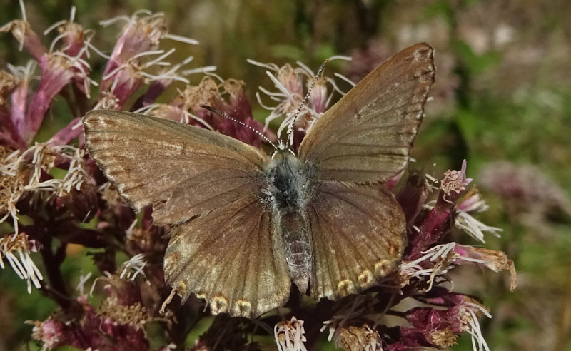 Polyommatus  coridon (femmina) - Lycaenidae