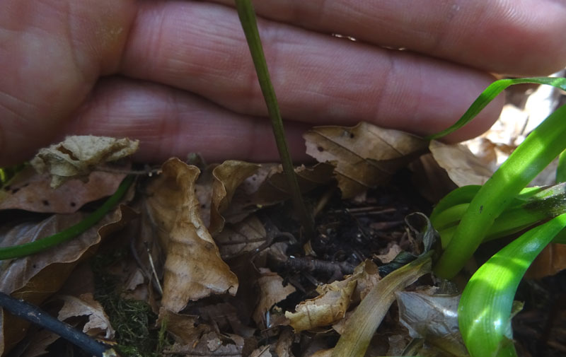 Anemonoides ranunculoides (= Anemone ranunculoides L.), Ranunculaceae