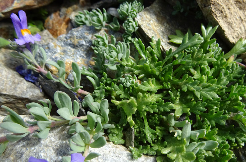 Linaria alpina - Plantaginaceae