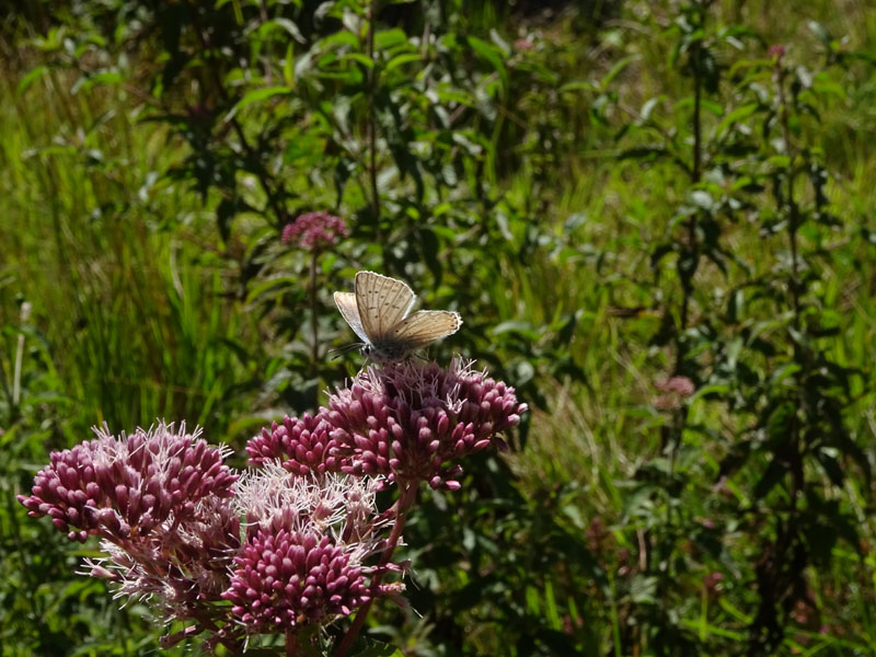 Polyommatus coridon (m.) Lycaenidae...dal Trentino