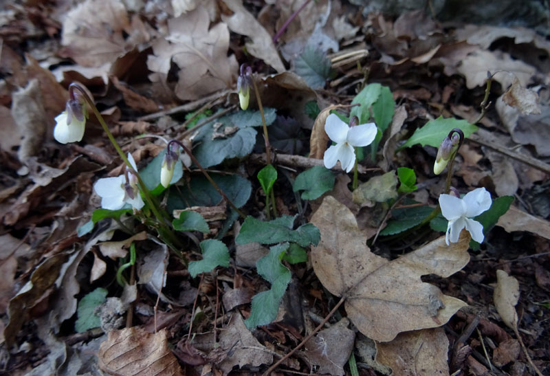 Viola alba