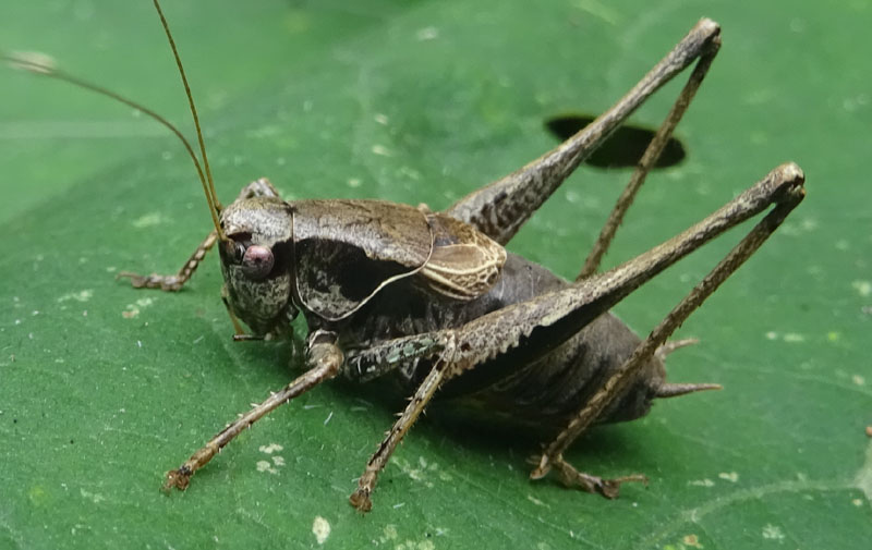 maschio di Pholidoptera griseoaptera (Tettigoniidae)