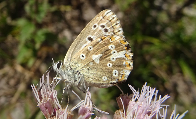 Polyommatus  coridon (femmina) - Lycaenidae