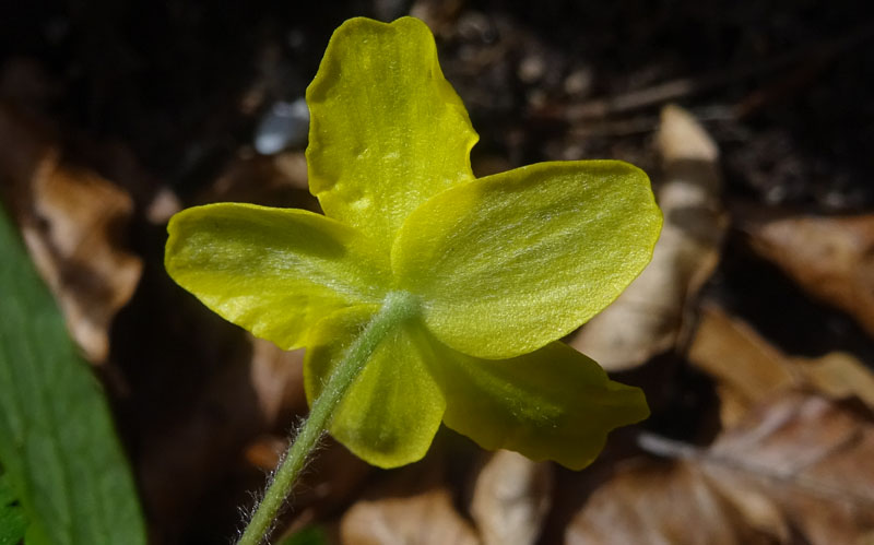 Anemonoides ranunculoides (= Anemone ranunculoides L.), Ranunculaceae