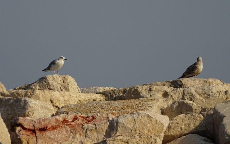 Larus cachinnans - giovane e adulto