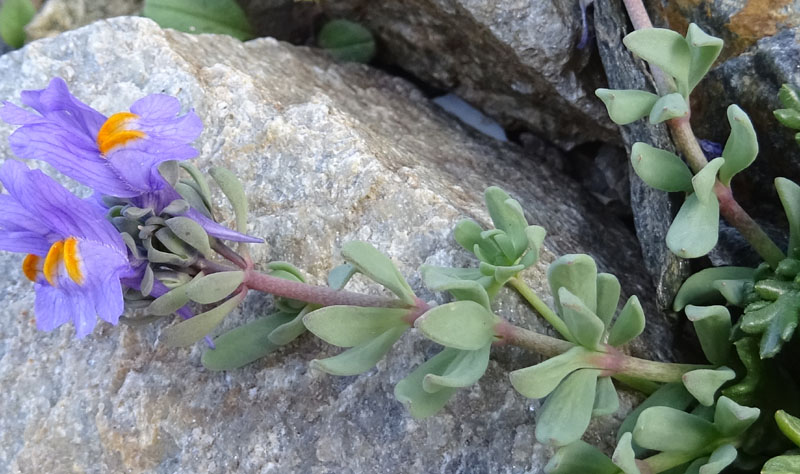 Linaria alpina - Plantaginaceae