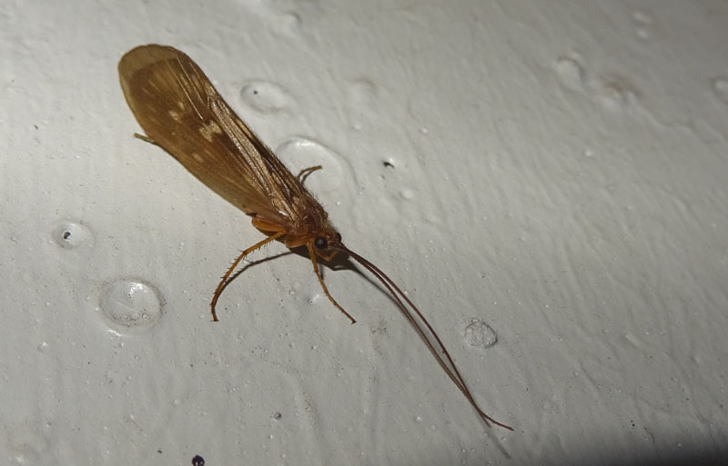 Tricottero:  Potamophylax sp. (Limnephilidae)  di Trento