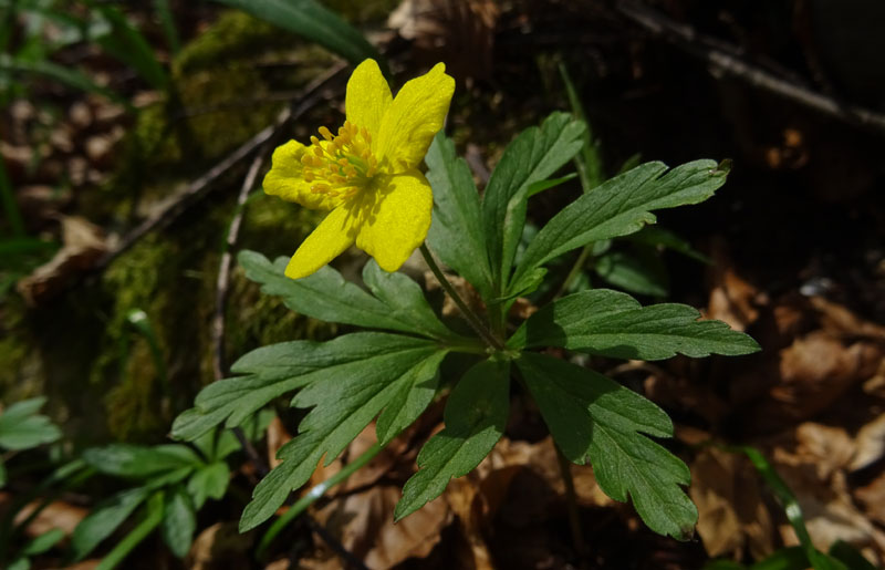 Anemonoides ranunculoides (= Anemone ranunculoides L.), Ranunculaceae