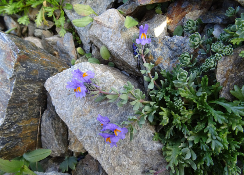 Linaria alpina - Plantaginaceae