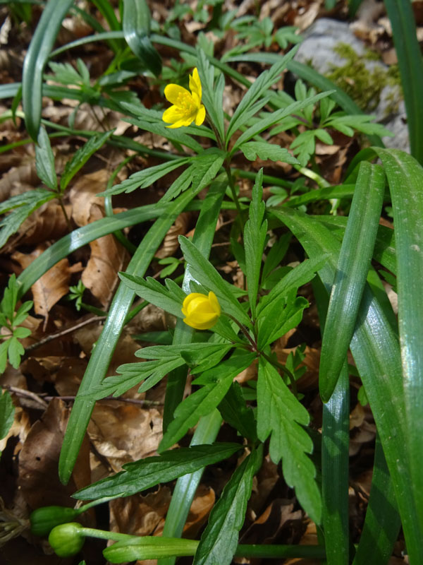 Anemonoides ranunculoides (= Anemone ranunculoides L.), Ranunculaceae