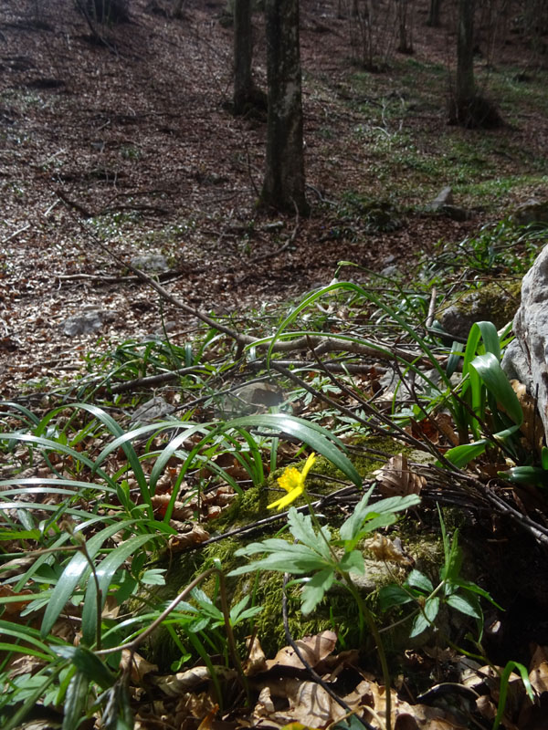 Anemonoides ranunculoides (= Anemone ranunculoides L.), Ranunculaceae