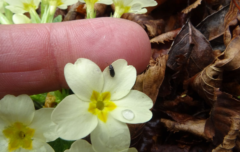 Stafilinide da determinare: s.fam. Omaliinae