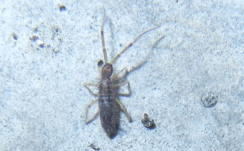 Collembola......Tomoceridae ?