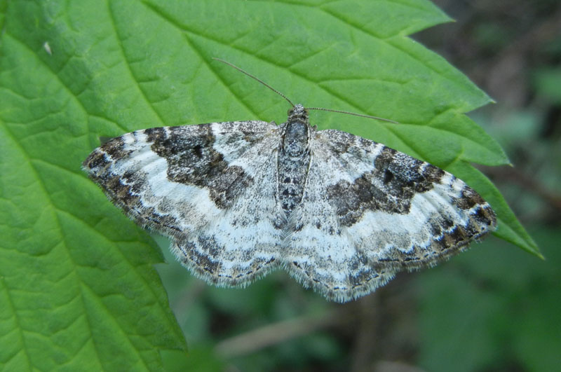 Epirrhoe alternata o rivata ? Epirrhoe sp.