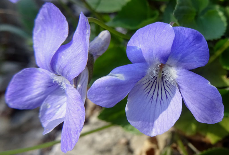 Viola riviniana - Violaceae