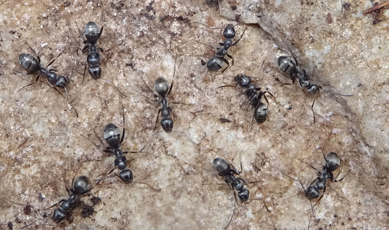 Formica (Serviformica) sp.