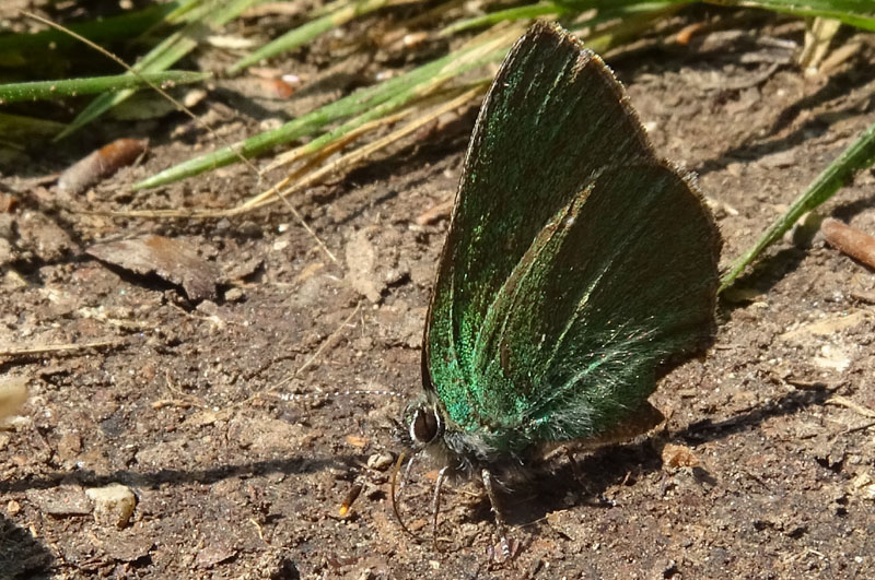 Callophrys rubi - Lycaenidae