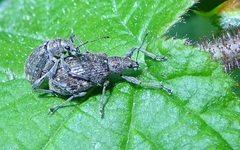 Curculionidae in accoppiamento: Polydrusus cervinus