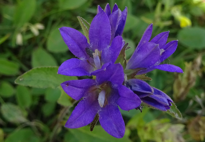 Campanula glomerata / Campanula a mazzetto