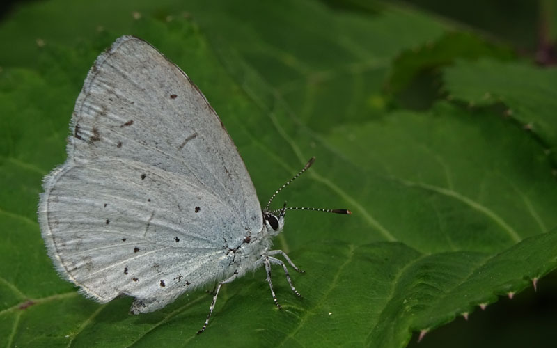 femmina di: Celastrina argiolus -Lycaenidae