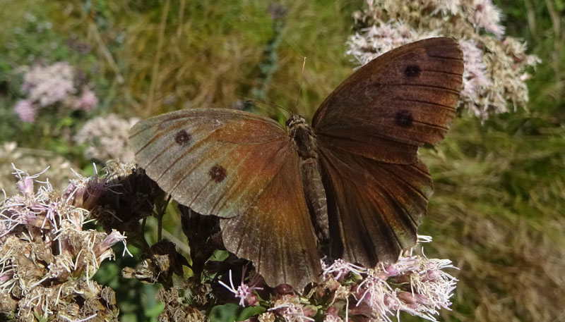 m. e f. di Minois dryas - Nymphalidae Satyrinae