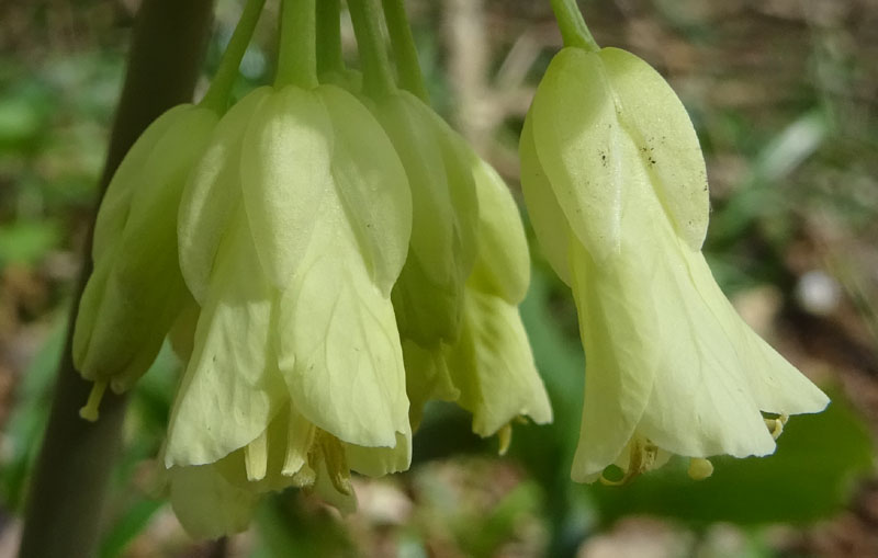 Cardamine enneaphyllos - Brassicaceae