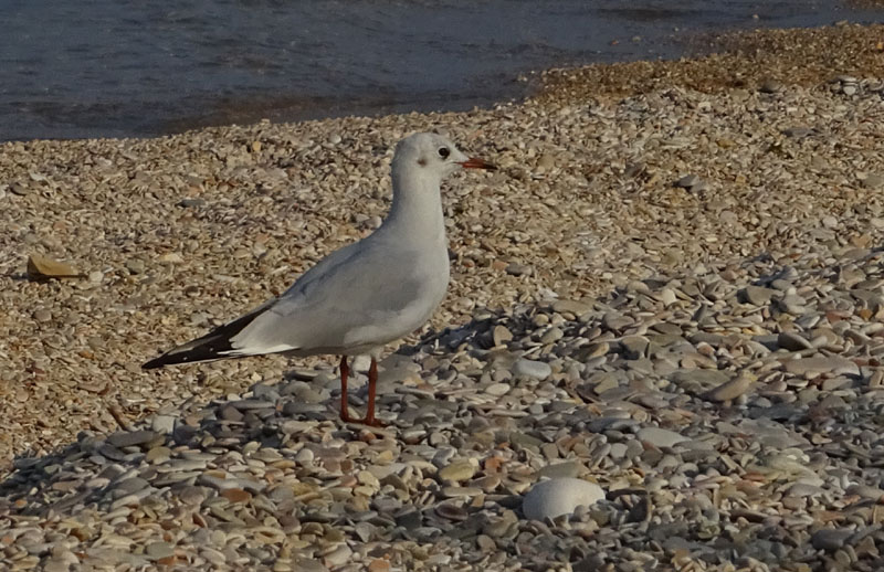 Gabbiano comune / Chroicocephalus (ex Larus) ridibundus - Laridae