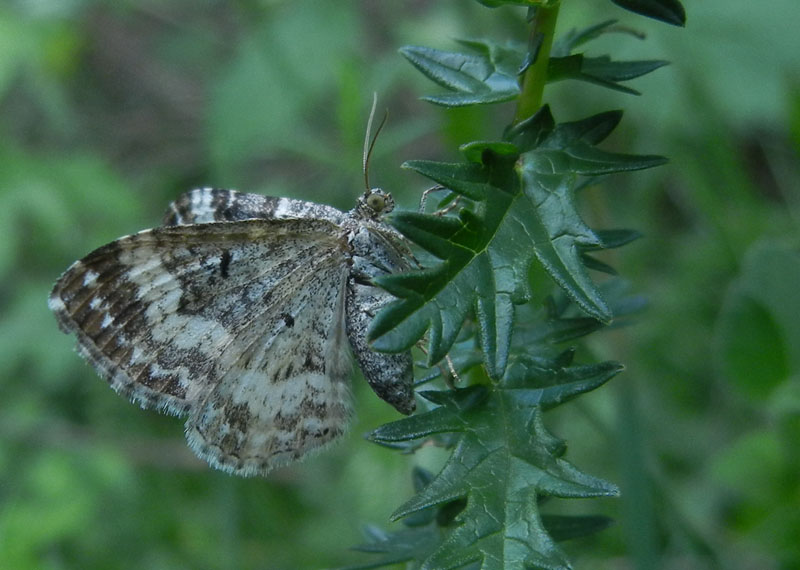 Epirrhoe alternata o rivata ? Epirrhoe sp.