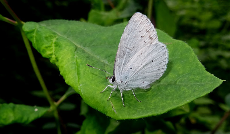 femmina di: Celastrina argiolus -Lycaenidae