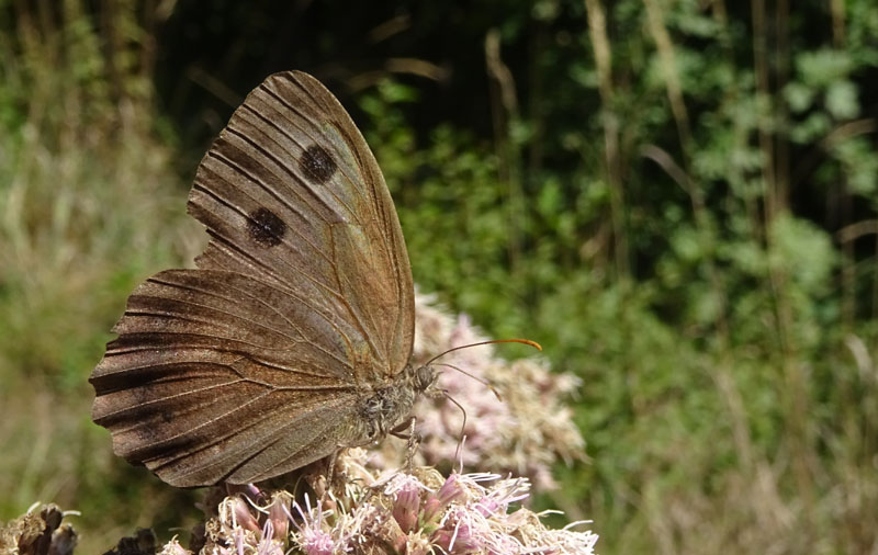 m. e f. di Minois dryas - Nymphalidae Satyrinae