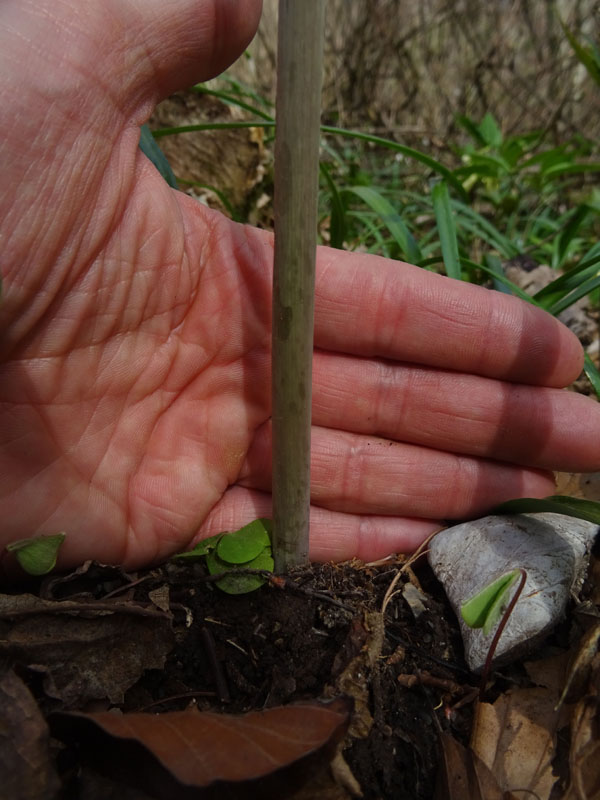 Cardamine enneaphyllos - Brassicaceae