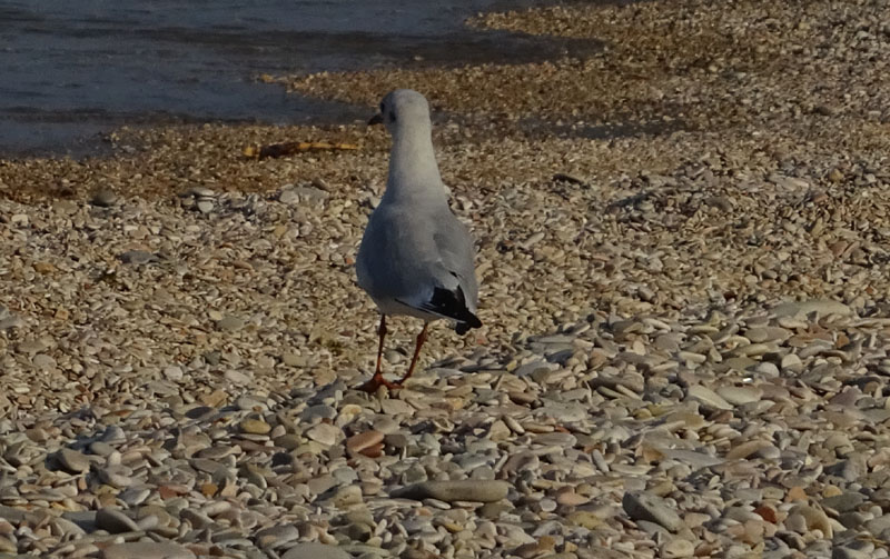 Gabbiano comune / Chroicocephalus (ex Larus) ridibundus - Laridae