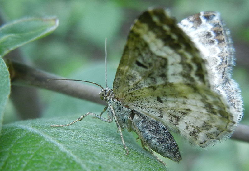 Epirrhoe alternata o rivata ? Epirrhoe sp.